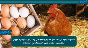 تحديث جديد في أسعار الفراخ والدواجن والبيض والبانية اليوم الخميس.. تعرف على الأسعار في المحلات